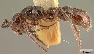 Cerapachys imerinensis