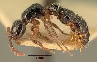 Cerapachys kraepelinii