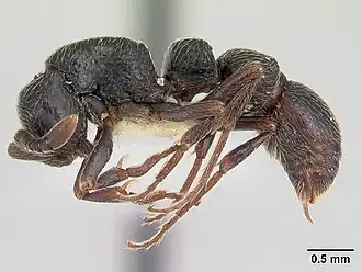 Cerapachys lamborni