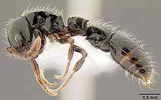 Cerapachys larvatus