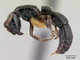 Cerapachys nkomoensis