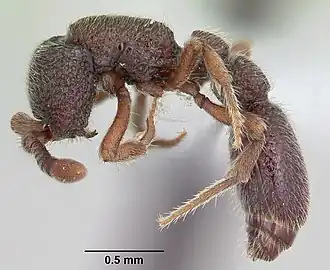 Cerapachys papuanus