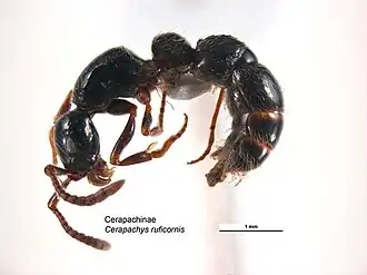 Cerapachys ruficornis