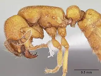 Cerapachys sexspinus