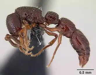 Cerapachys splendens