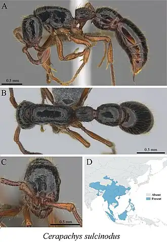 Cerapachys sulcinodis