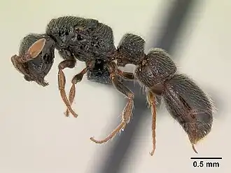 Cerapachys sylvicola