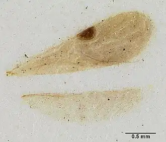 Cerapachys versicolor