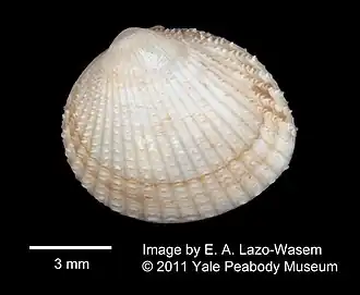 Parvicardium pinnulatum