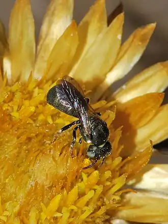 Ceratina dentiventris