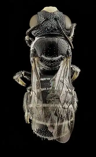 Ceratina moerenhouti