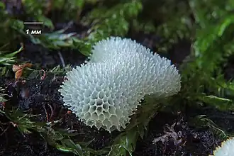 Ceratiomyxa porioides