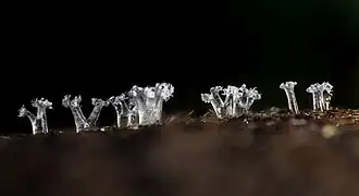 Ceratiomyxa sphaerosperma