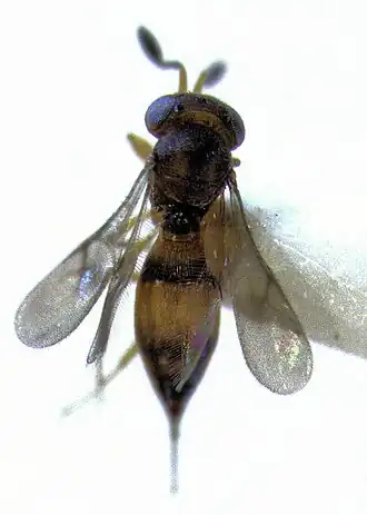 Ceratobaeus