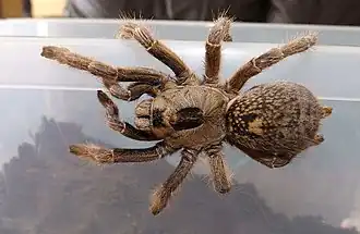 Ceratogyrus brachycephalus