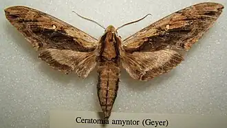 Ceratomia amyntor