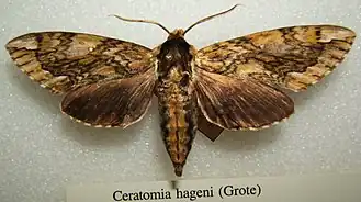 Ceratomia hageni