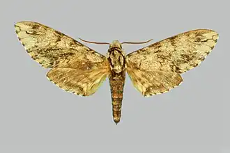 Ceratomia sonorensis