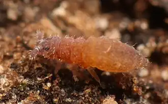 Ceratophysella bengtssoni