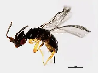 Ceratosolen cornutus