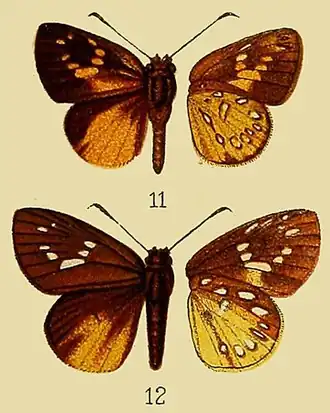 Ceratrichia aurea