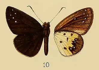 Ceratrichia brunnea