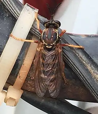 Ceraturgus fasciatus