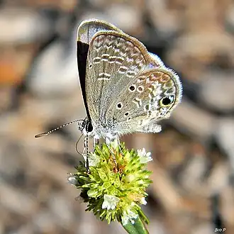 Hemiargus ceraunus