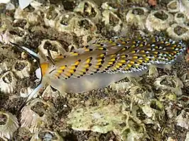 Cerberilla asamusiensis