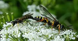 Kleine knoopwesp