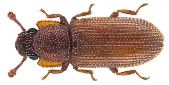 Cerchanotus jelineki