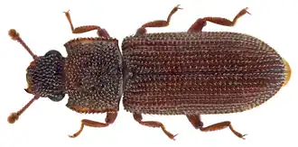 Cerchanotus orientalis