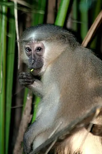 Mutsmangabey
