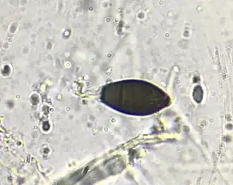 Bruin piekhaartonnetje