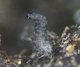 Bruin piekhaartonnetje