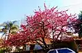 Prunus japonica in Ponta Grossa, Zuid-Brazilië