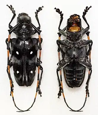 Cereopsius alboguttatus