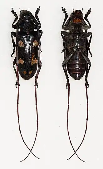 Cereopsius aureomaculatus