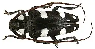 Cereopsius luctor