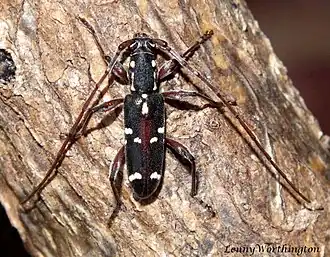 Ceresium leucosticticum