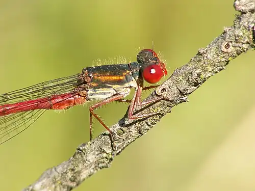 Koraaljuffer ♂ (Ceriagrion tenellum)