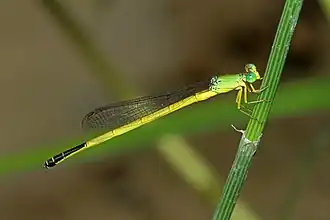Ceriagrion fallax