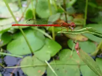 Ceriagrion nipponicum