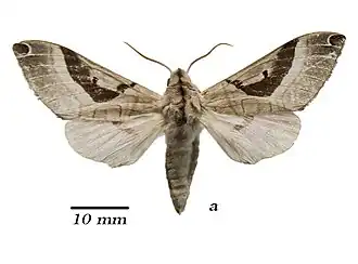 Ceridia heuglini