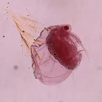Ceriodaphnia pulchella