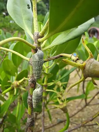 Cerithidea rhizophorarum