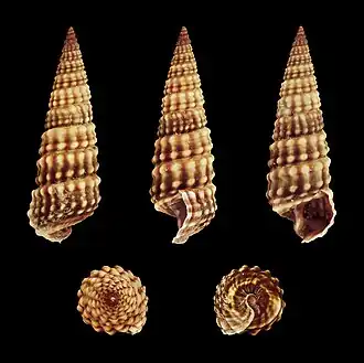Pirenella conica