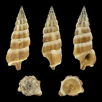 Cerithium balteatum