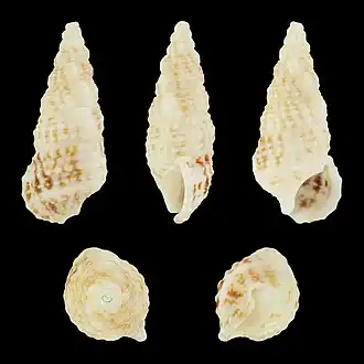 Cerithium lutosum