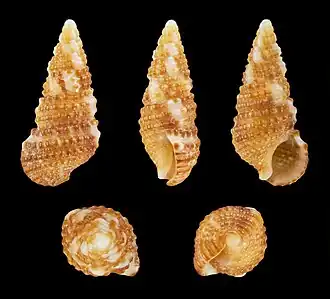 Cerithium lutosum